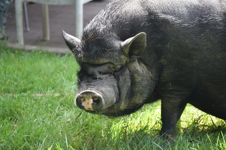 Ein Hängebauchschwein steht im Gras und schaut in die Kamera.